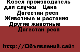 Козел производитель для случки › Цена ­ 450 - Дагестан респ. Животные и растения » Другие животные   . Дагестан респ.